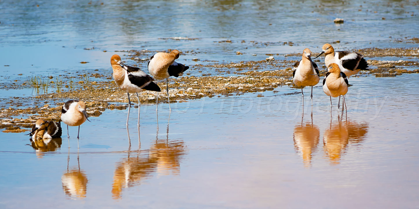 Avocets in Midway