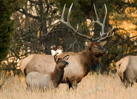 Elk and Calf