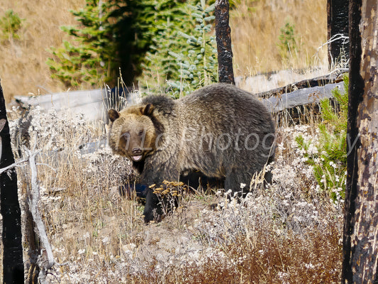 Jam, The Grizzly