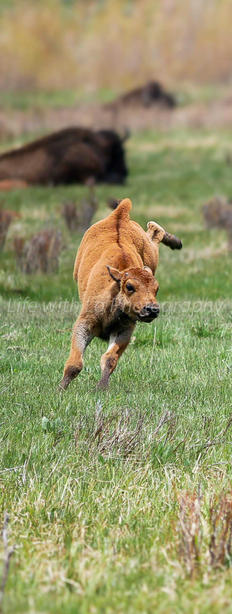 Jumping for Joy