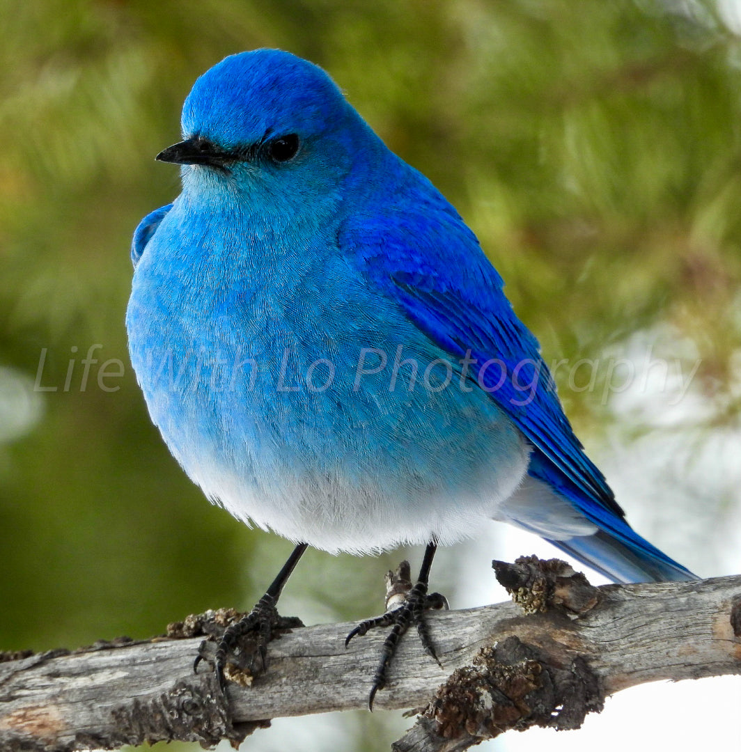 Mountain Bluebird