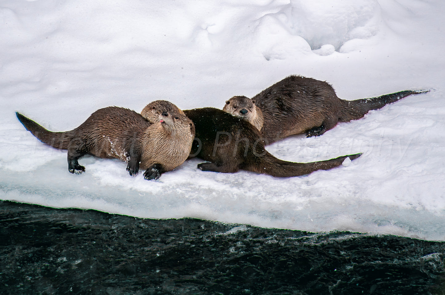 Otter Tongue