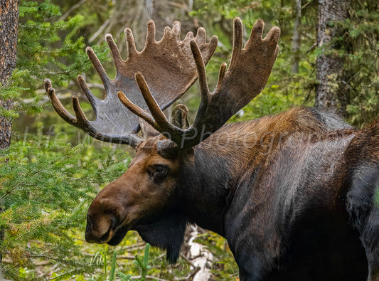 Velvet Moose