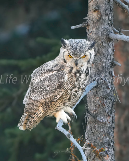 Woke Up Great Horned Owl