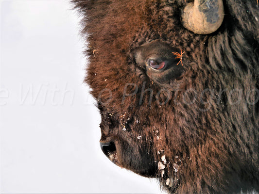 Zoom Bison